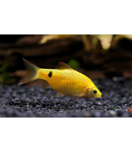 Golden Rosy Barb - M