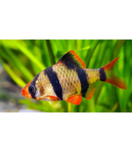 Tiger Barb - M
