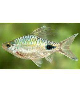 Black Spot Barb Wild - M