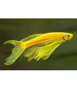 Zebra Dani Luminose Yellow - L