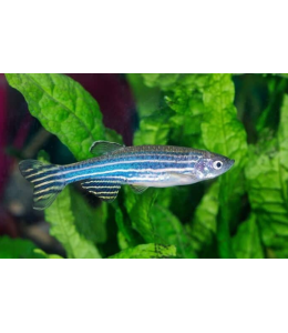 Zebra Danio - L