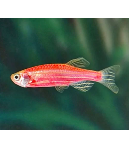 Zebra Danio Red - L