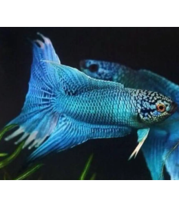 Blue Paradise Fish - M