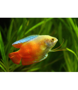 Red Dwarf Gourami - L
