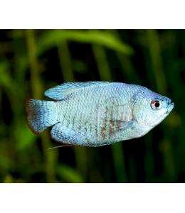 Blue Dwarf Gourami - L