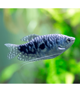 Opaline Gourami - ML