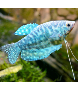 Blue Gourami - ML