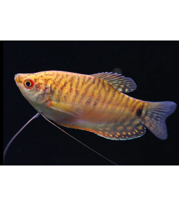 Golden Gourami - ML