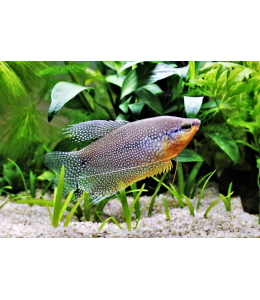 Pearl Gourami - SM