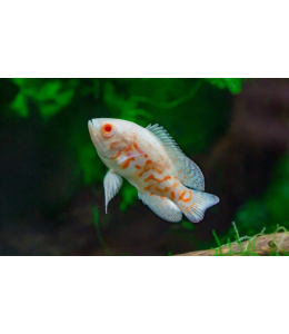 Tiger Oscar Albino - 4cm