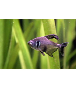 Black Phanthom Tetra - L