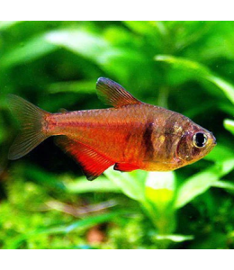 Flame Tetra - L