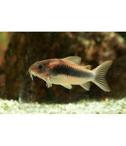 Bronze Corydora - L