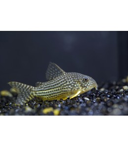 Sterbai Corydora - L