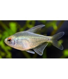 Diamond Tetra - L