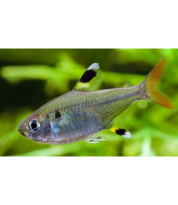 Pristella Tetra - L