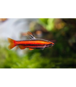 Pencil Tetra - L