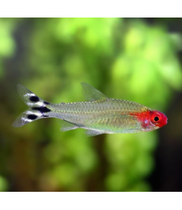 Rummynose Tetra - L