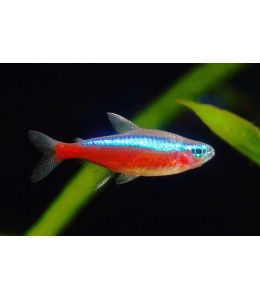 Cardinal Tetra - L
