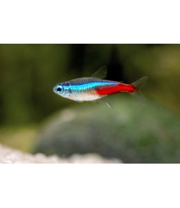 Neon Tetra - L