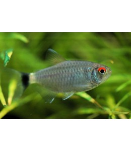 Red Eye Glass Tetra - L