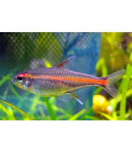 Glowlight Tetra - L