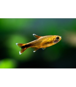 Silver Tip Tetra - L