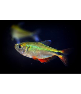 Buenos Aires (Golden) Tetra - L