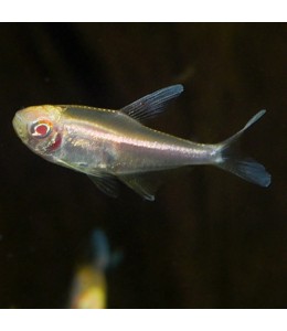 Albino Black Tetra - L