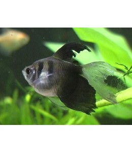 Balck Tetra Hi Fin - L