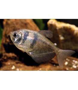 Black Tetra - L