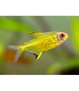 Lemon Tetra - L