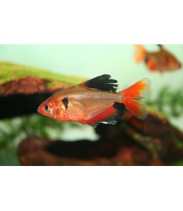 Serpae Tetra Red - L