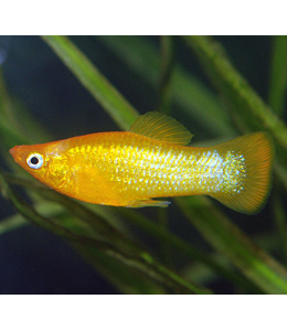 Golden Veleferum Molly - L