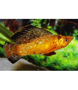 Leopard Sailfin Molly - L