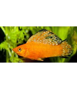Orange/Safron Sailfin Molly - L