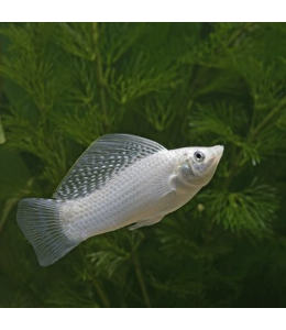 Silver Sailfin Molly - L