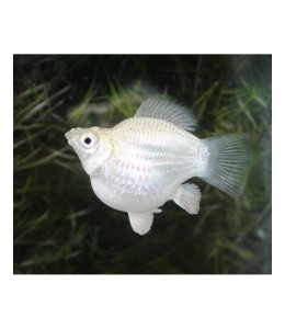 Silver Balloon Molly - L