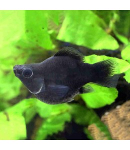 Black Balloon Molly - L
