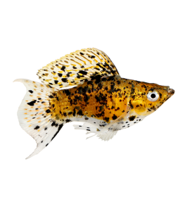 Leopard Balloon Molly - L