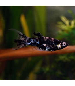 Marble Lyretail Molly - L