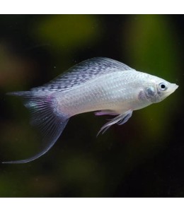 Silver Lyretail Molly - L
