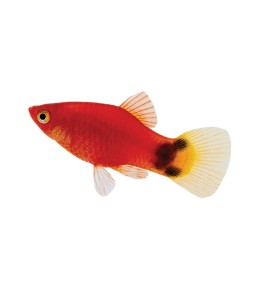 Red Mickey Mouse Platy - L