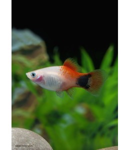 White Mickey Mouse Platy - L