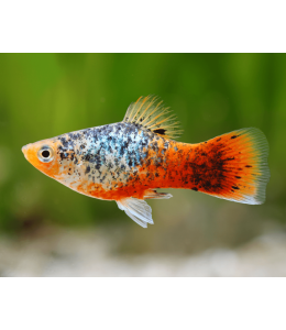 Calico Variatus Platy - L
