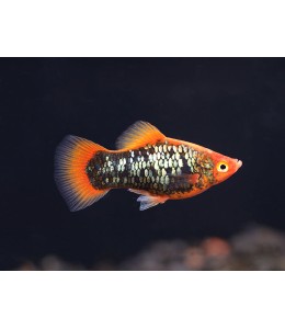 Red Tuxedo Platy - L