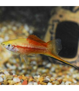 Pineapple Wagtail Swordtail - L
