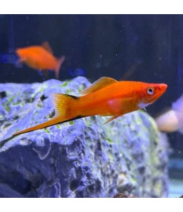 Red Comet Swordtail - L