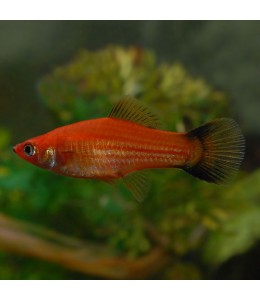 Red Wagtail Swordtail - L