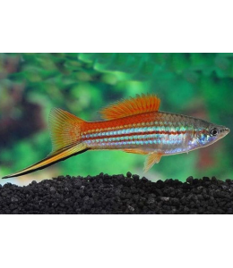 Green Swordtail - L
